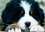 Bilderesultat for Berner Sennenhund. Størrelse: 145 x 103. Kilde: www.petpaw.com.au