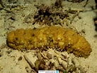 Image result for Stichopus horrens Dieet. Size: 137 x 103. Source: www.reeflex.net