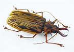 Afbeeldingsresultaten voor "pleistacantha Cervicornis". Grootte: 145 x 103. Bron: www.aureus-butterflies.de