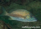 Image result for "haemulon Parra". Size: 144 x 103. Source: reeflifesurvey.com