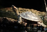 Image result for Indische Dakschildpad. Size: 154 x 103. Source: www.zoochat.com