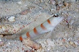 Image result for Amblyeleotris. Size: 155 x 103. Source: fishesofaustralia.net.au