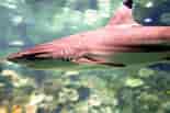 Black Pit Shark 的图像结果.大小：155 x 103。 资料来源：www.sharknewz.com