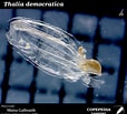 Afbeeldingsresultaten voor Thalia democratica Aquarium. Grootte: 114 x 103. Bron: www.st.nmfs.noaa.gov