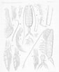 Image result for "bathycalanus Richardi". Size: 85 x 103. Source: www.marinespecies.org