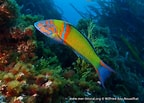 Image result for "thalassoma Pavo". Size: 144 x 103. Source: www.european-marine-life.org