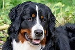 Bilderesultat for Berner Sennenhund. Størrelse: 155 x 103. Kilde: www.tierchenwelt.de