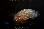Image result for Brown Grouper. Size: 156 x 103. Source: www.pinterest.com
