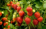Image result for Strawberry Plants. Size: 164 x 103. Source: flipboard.com