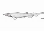 Image result for "apristurus Stenseni". Size: 143 x 103. Source: fishesofaustralia.net.au