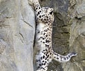 Snow Leopard के लिए छवि परिणाम. आकार: 123 x 103. स्रोत: owlcation.com