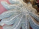 Image result for Stichasteridae Anatomie. Size: 137 x 103. Source: www.mollusca.co.nz