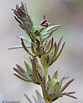 Afbeeldingsresultaten voor "euphysetta Pusilla". Grootte: 83 x 103. Bron: www.calflora.org