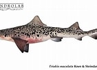 Image result for "triakis Maculata". Size: 141 x 103. Source: chondrolab.cl