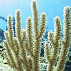 Image result for "plexaurella Nutans". Size: 103 x 103. Source: reef-aquarium-store.com