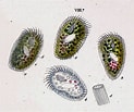 Image result for "chlamydodon Mnemosyne". Size: 123 x 103. Source: www.infusoria.org