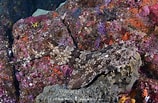 Image result for "orectolobus Japonicus". Size: 158 x 103. Source: www.sharksandrays.com