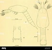 Image result for "nematoscelis Gracilis". Size: 108 x 103. Source: www.alamy.com