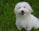 Image result for Coton De Tulear. Size: 128 x 103. Source: petkeen.com