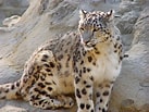 Snow Leopard के लिए छवि परिणाम. आकार: 137 x 103. स्रोत: animalz-world.blogspot.com