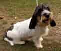 Billedresultat for Petit Basset Griffon Vendeen Puppies. størrelse: 122 x 103. Kilde: www.puppyhero.com