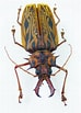 Afbeeldingsresultaten voor "pleistacantha Cervicornis". Grootte: 74 x 103. Bron: www.aureus-butterflies.de