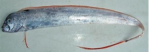 Image result for "trachipterus Trachypterus". Size: 295 x 104. Source: adriaticnature.com