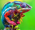 Image result for Le caméléon Animal. Size: 124 x 104. Source: percussimo.com