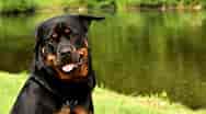 Billedresultat for Rottweiler. størrelse: 188 x 104. Kilde: www.hundeo.com