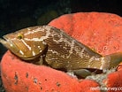 Image result for "epinephelus Haifensis". Size: 138 x 104. Source: reeflifesurvey.com