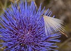 Image result for "candacia Cheirura". Size: 146 x 104. Source: www.florandalucia.es