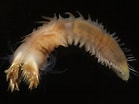 Image result for Sabellaria spinulosa. Size: 139 x 104. Source: www.aphotomarine.com