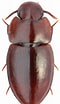 Image result for Amallothrix dentipes Geslacht. Size: 60 x 104. Source: www.zin.ru