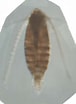 "nannocalanus Minor" に対する画像結果.サイズ: 76 x 104。ソース: www.odb.ntu.edu.tw