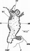 Afbeeldingsresultaten voor Cardiomya costellata Geslacht. Grootte: 61 x 104. Bron: www.researchgate.net