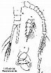 Afbeeldingsresultaten voor Temora discaudata Anatomie. Grootte: 73 x 104. Bron: copepodes.obs-banyuls.fr