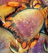 Biletresultat for Spanner Crab Fish. Storleik: 94 x 104. Kjelde: fishi.com.au