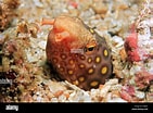 Image result for Ophichthus polyophthalmus. Size: 141 x 104. Source: www.alamy.es