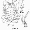 Image result for "cyamus Catodontis". Size: 104 x 104. Source: baike.so.com