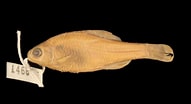 Image result for "leptognathia Gracilis". Size: 191 x 104. Source: collections-zoology.fieldmuseum.org