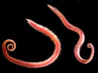 Image result for "glycera Capitata". Size: 138 x 104. Source: alchetron.com