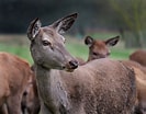 Image result for Red deer Female. Size: 133 x 104. Source: www.ephotozine.com