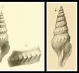 Image result for Typhlomangelia nivalis. Size: 112 x 104. Source: www.idscaro.net