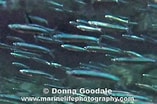 Image result for "spratelloides Delicatulus". Size: 157 x 104. Source: www.marinelifephotography.com