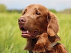 Image result for Flat Coated Retriever. Size: 139 x 104. Source: www.dailypaws.com