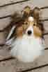Image result for Shetland Sheepdog. Size: 69 x 104. Source: atelier-yuwa.ciao.jp