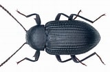 Image result for Amallothrix dentipes Geslacht. Size: 160 x 104. Source: kaefer-der-welt.de