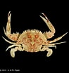 Image result for "charybdis Variegata". Size: 98 x 104. Source: www.crustaceology.com