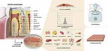 dental pulp stem cell markers के लिए छवि परिणाम. आकार: 217 x 104. स्रोत: www.isct-cytotherapy.org