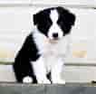 Image result for Border Collie til Adoption. Size: 106 x 104. Source: sonadowysonamy.blogspot.com